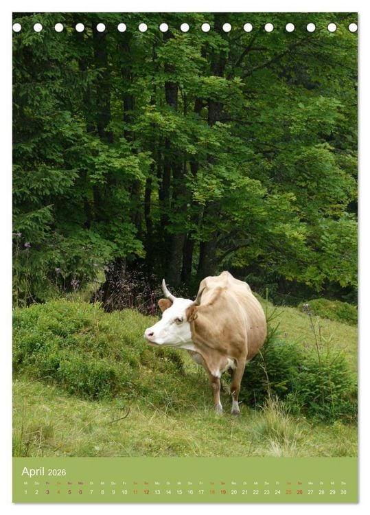 Produktbild: Schwarzwald und K&uuml;he im Hochformat (Tischkalender 2026 DIN A5 hoch), CALVENDO Monatskalender