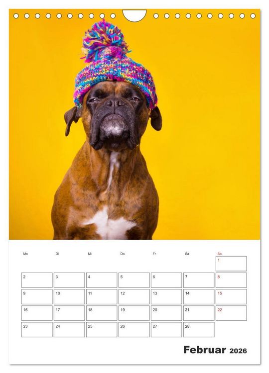 Produktbild: colorful world of boxer 2026 (Wandkalender 2026 DIN A4 hoch), CALVENDO Monatskalender