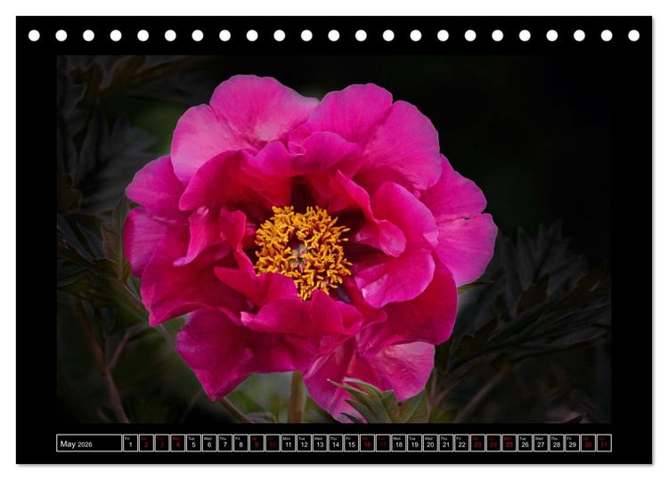 Produktbild: Mysterious plant portraits (Desk Calendar 2026 DIN A5 landscape), CALVENDO 12 Month DeskCalendar