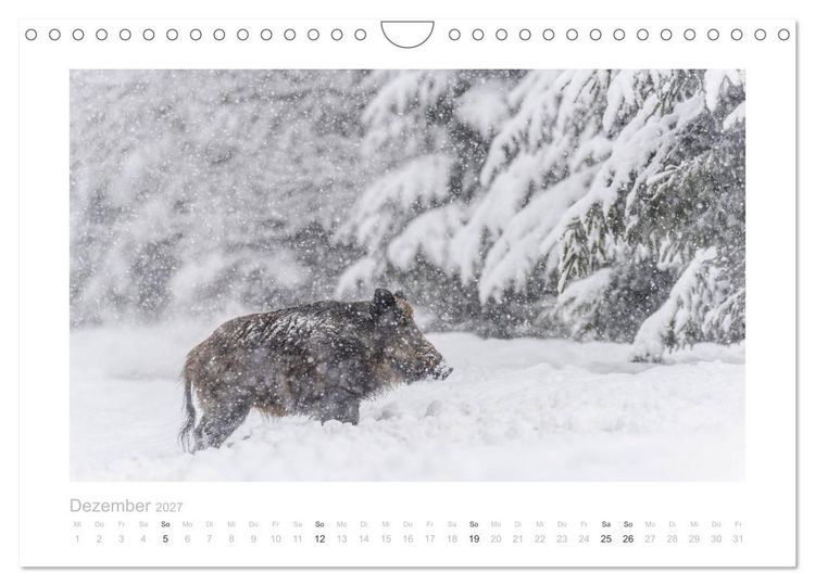 Produktbild: Wildschweine &ndash; Wildlife Fotografien (Wandkalender 2027 DIN A4 quer), CALVENDO Monatskalender