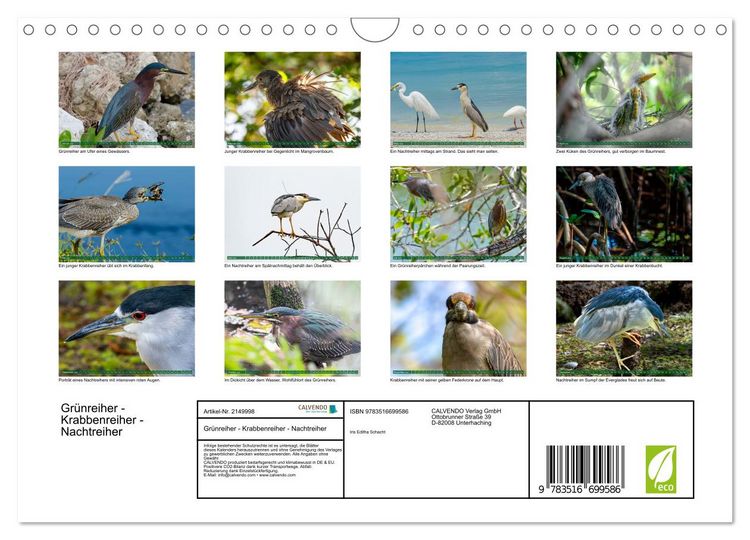 Produktbild: Gr&uuml;nreiher - Krabbenreiher - Nachtreiher (Wandkalender 2026 DIN A4 quer), CALVENDO Monatskalender
