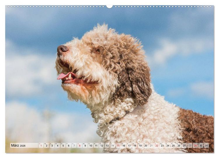 Produktbild: Lagotto Romagnolo - Ein Hund zum Verlieben (hochwertiger Premium Wandkalender 2026 DIN A2 quer), Kunstdruck in Hochglanz