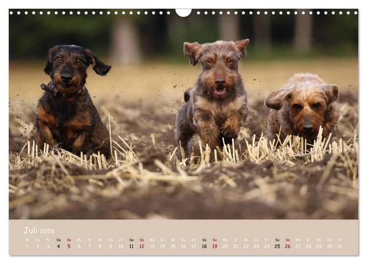 Produktbild: Dackel - lustige Gesellen auf kurzen Beinchen (Wandkalender 2026 DIN A3 quer), CALVENDO Monatskalender