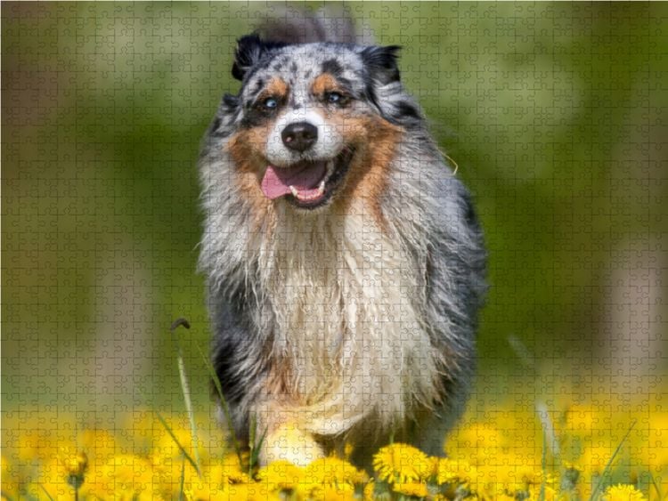 Produktbild: CALVENDO Puzzle Australian Shepherd im Fr&uuml;hling | 1000 Teile Lege-Gr&ouml;&szlig;e 64x48cm Foto-Puzzle f&uuml;r gl&uuml;ckliche Stunden