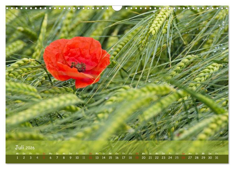 Produktbild: Mohntr&auml;ume (Wandkalender 2026 DIN A3 quer), CALVENDO Monatskalender