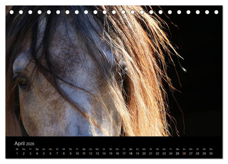 Produktbild: Magische Momente - Pferde Horses Caballos (Tischkalender 2026 DIN A5 quer), CALVENDO Monatskalender