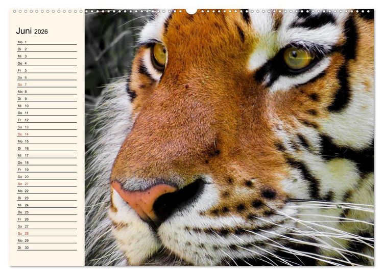 Produktbild: Tiger. Gestreift, wild und sch&ouml;n (Wandkalender 2026 DIN A2 quer), CALVENDO Monatskalender