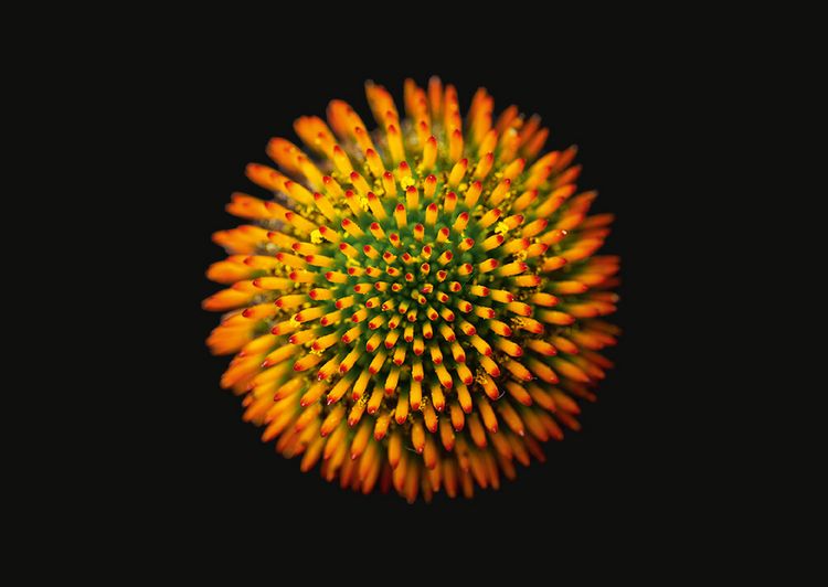 Produktbild: The Blooming Book