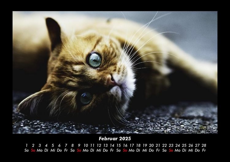 Produktbild: F&uuml;r Katzenfreunde 2025 Fotokalender DIN A3