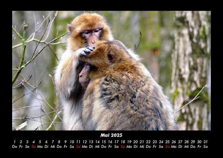 Produktbild: Affen 2025 Fotokalender DIN A3