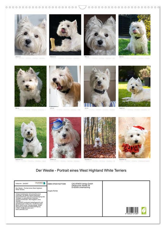 Produktbild: Der Westie - Portrait eines West Highland White Terriers (Wandkalender 2026 DIN A2 hoch), CALVENDO Monatskalender