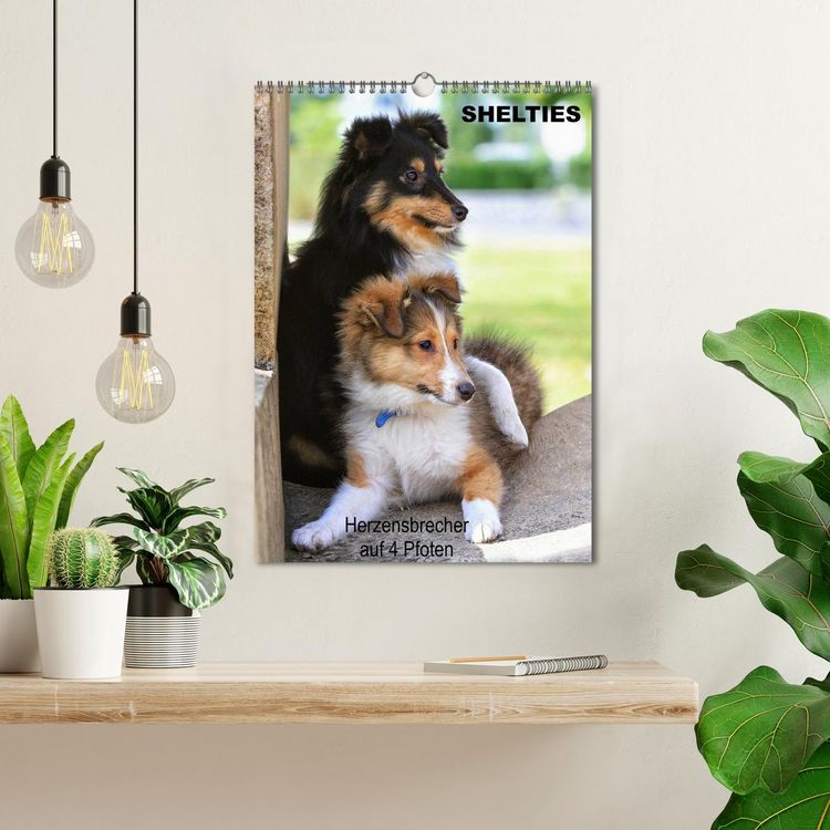 Produktbild: SHELTIES Herzensbrecher auf 4 Pfoten (Wandkalender 2026 DIN A3 hoch), CALVENDO Monatskalender