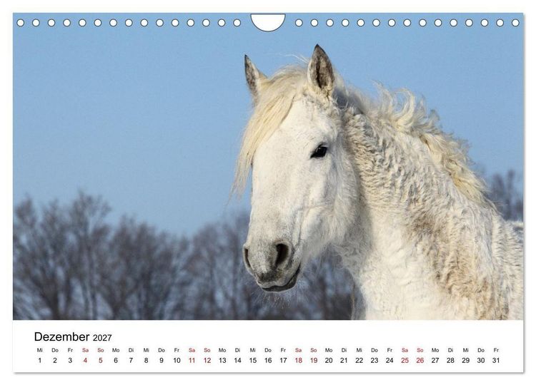 Produktbild: Pferde - im Galopp durch's Jahr 2027 (Wandkalender 2027 DIN A4 quer), CALVENDO Monatskalender