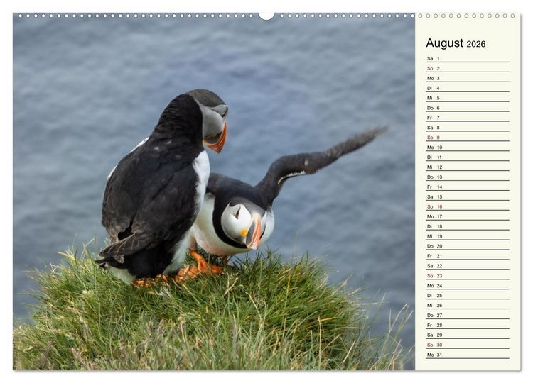 Produktbild: Die Papageientaucher von Island (hochwertiger Premium Wandkalender 2026 DIN A2 quer), Kunstdruck in Hochglanz