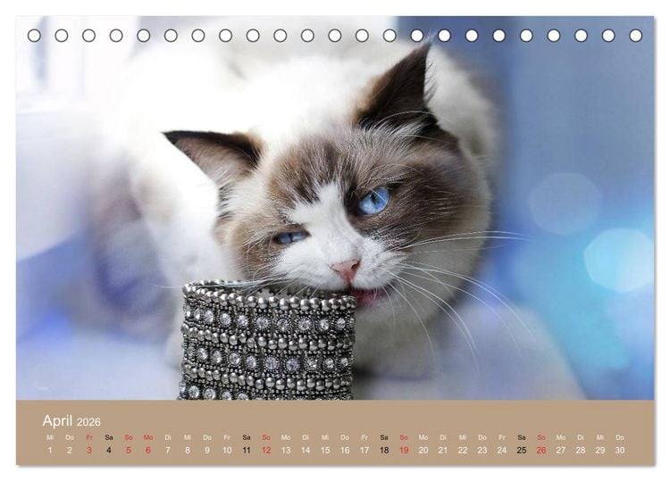 Produktbild: Verliebt in Ragdolls ... die sanfte Katzenrasse (Tischkalender 2026 DIN A5 quer), CALVENDO Monatskalender