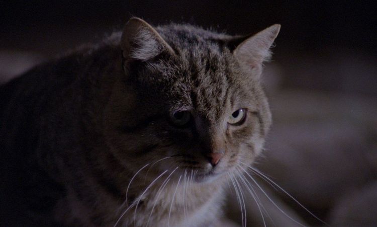 Produktbild: Der Kater l&auml;sst das Mausen nicht - Kinofassung (Uncut Limited Mediabook, vom 2K-Master neu abgetastet, Blu-ray+DVD+Booklet)