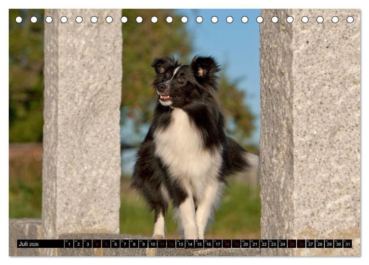 Produktbild: Shetland Sheepdogs - Kleine Charmeure (Tischkalender 2026 DIN A5 quer), CALVENDO Monatskalender