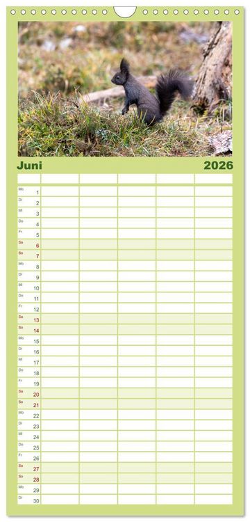 Produktbild: Familienplaner 2026 - Eichh&ouml;rnchenliebe mit 5 Spalten (Wandkalender, 21 x 45 cm) CALVENDO
