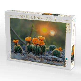 Produktbild: CALVENDO Puzzle Orange bl&uuml;hende Kakteen | 1000 Teile Lege-Gr&ouml;&szlig;e 64x48cm Foto-Puzzle f&uuml;r gl&uuml;ckliche Stunden