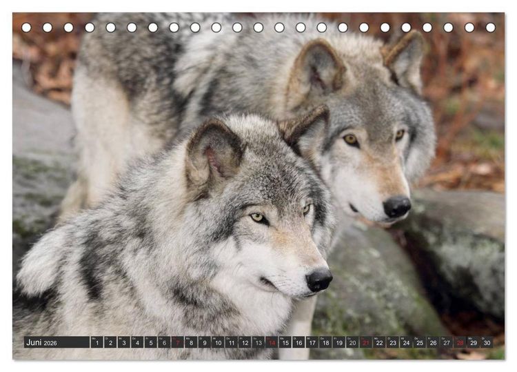 Produktbild: W&ouml;lfe. Graue Eminenzen (Tischkalender 2026 DIN A5 quer), CALVENDO Monatskalender