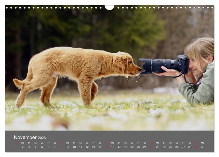 Produktbild: Chesley Kleiner Hund grosse Abenteuer (Wandkalender 2026 DIN A3 quer), CALVENDO Monatskalender