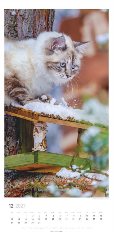Produktbild: Katzen Kalender 2027
