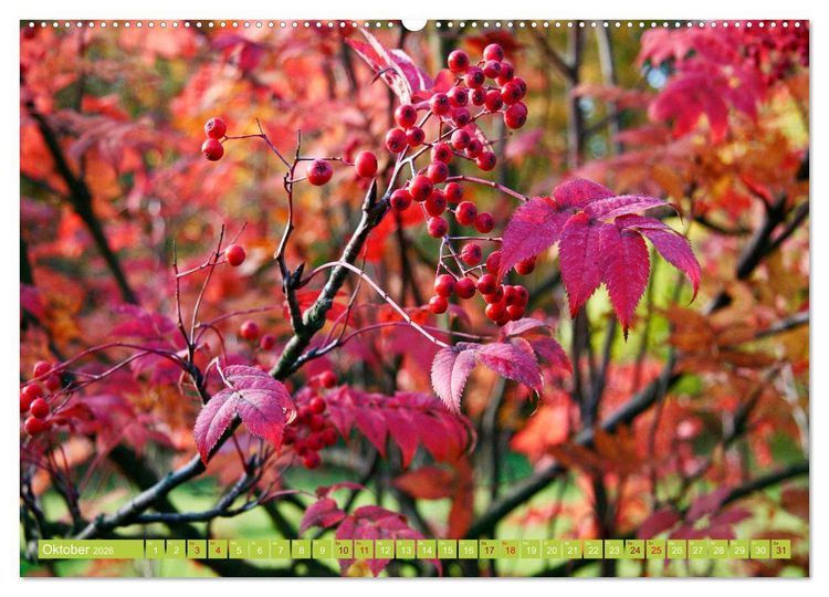 Produktbild: Natur, die bezaubert (Wandkalender 2026 DIN A2 quer), CALVENDO Monatskalender