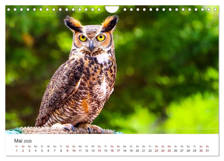 Produktbild: Eulen - Wachsame und geheimnisvolle Augen (Wandkalender 2026 DIN A4 quer), CALVENDO Monatskalender