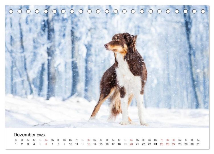 Produktbild: Border Collies 2026 (Tischkalender 2026 DIN A5 quer), CALVENDO Monatskalender