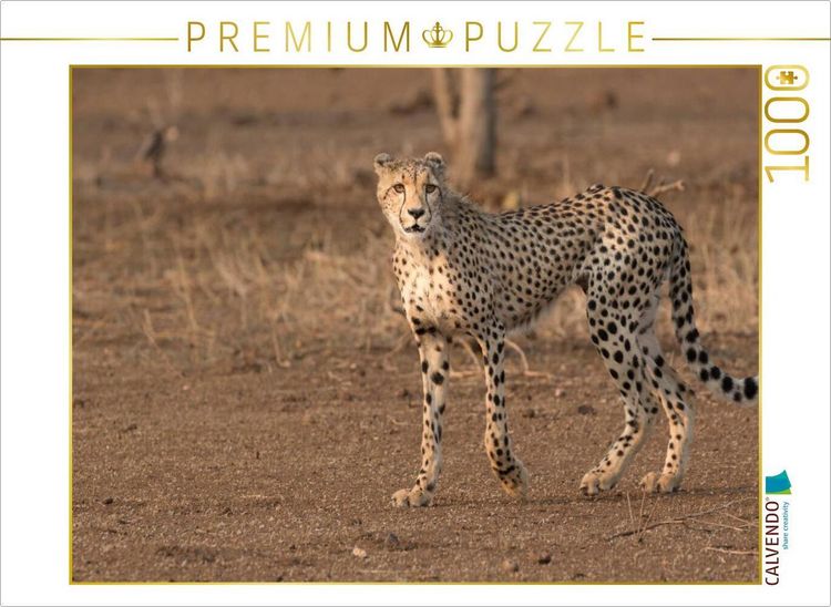 Produktbild: CALVENDO Puzzle Gepard, S&uuml;dafrika 2017 | 1000 Teile Lege-Gr&ouml;&szlig;e 64x48cm Foto-Puzzle f&uuml;r gl&uuml;ckliche Stunden