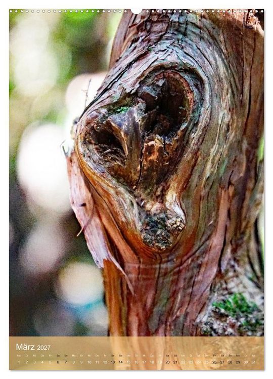 Produktbild: Geister im Wald 2027 (hochwertiger Premium Wandkalender 2027 DIN A2 hoch), Kunstdruck in Hochglanz