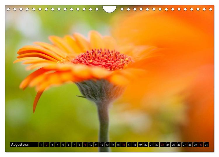 Produktbild: BLUMEN Zauber der Farben und Formen (Wandkalender 2026 DIN A4 quer), CALVENDO Monatskalender