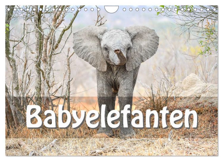 Produktbild: Babyelefanten (Wandkalender 2026 DIN A4 quer), CALVENDO Monatskalender