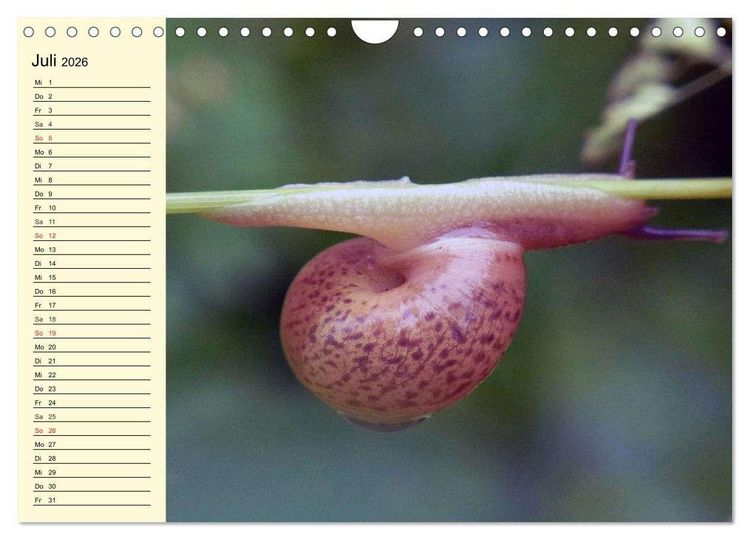 Produktbild: Schnecken. Witzige Schleimer (Wandkalender 2026 DIN A4 quer), CALVENDO Monatskalender
