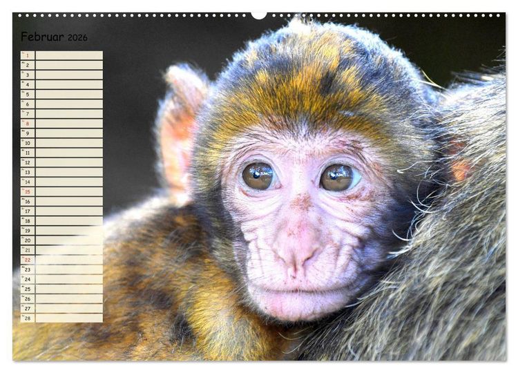 Produktbild: Zauberhafte Affenkinder. S&uuml;&szlig;er geht&acute;s nicht! (hochwertiger Premium Wandkalender 2026 DIN A2 quer), Kunstdruck in Hochglanz