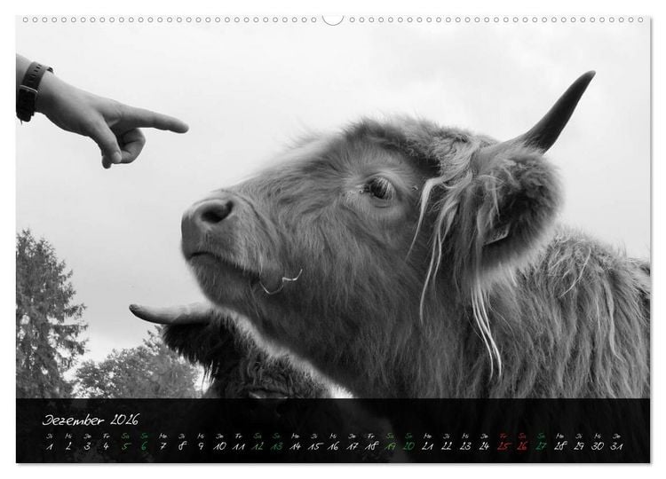 Produktbild: Highland Cattle vom Nordlicht - Faszination Hochland Rind (hochwertiger Premium Wandkalender 2026 DIN A2 quer), Kunstdruck in Hochglanz