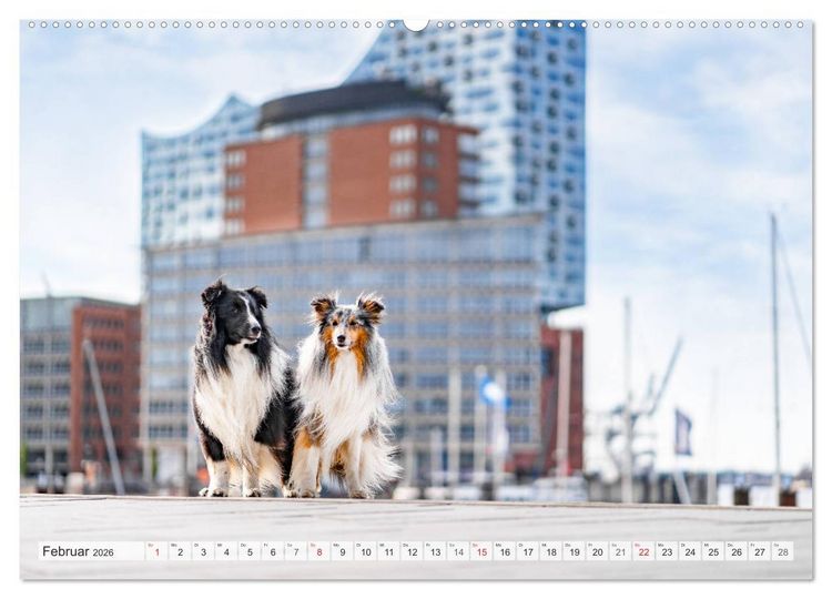 Produktbild: Hamburger Hafencity - Unterwegs mit den Shelties Finn und Louis (Wandkalender 2026 DIN A2 quer), CALVENDO Monatskalender