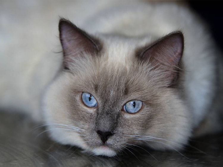 Produktbild: CALVENDO Puzzle Ein Motiv aus dem Kalender Engel auf 4 Pfoten - Ragdolls 2017 | 1000 Teile Lege-Gr&ouml;&szlig;e 64x48cm Foto-Puzzle f&uuml;r gl&uuml;ckliche Stunden