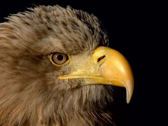 Produktbild: CALVENDO Puzzle Greifv&ouml;gel - Seeadler | 1000 Teile Lege-Gr&ouml;&szlig;e 64x48cm Foto-Puzzle f&uuml;r gl&uuml;ckliche Stunden