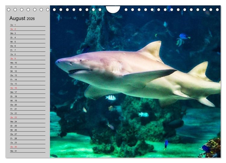 Produktbild: Haie (Wandkalender 2026 DIN A4 quer), CALVENDO Monatskalender