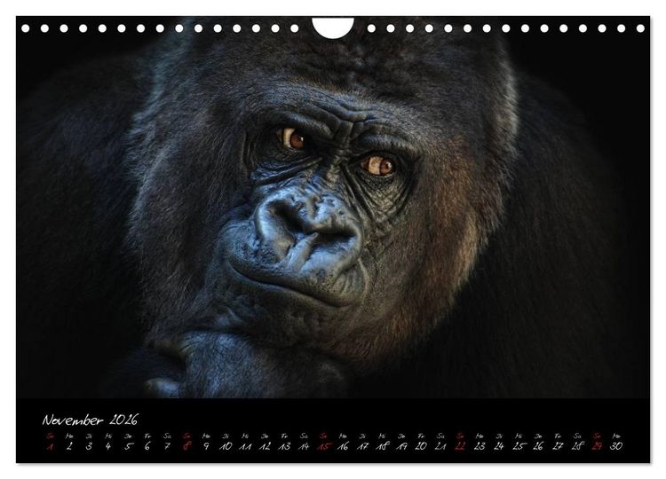Produktbild: Gorilla (Wandkalender 2026 DIN A4 quer), CALVENDO Monatskalender