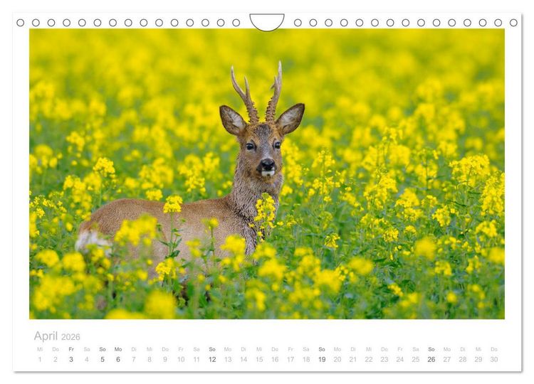 Produktbild: Rehwild 2026 (Wandkalender 2026 DIN A4 quer), CALVENDO Monatskalender