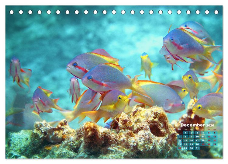 Produktbild: Oceans Alive - A World of Color and Diversity (Desk Calendar 2026 DIN A5 landscape), CALVENDO 12 Month DeskCalendar