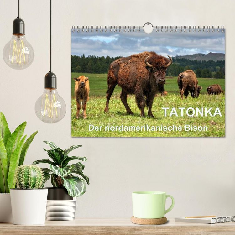 Produktbild: TATONKA Der nordamerikanische Bison (Wandkalender 2026 DIN A4 quer), CALVENDO Monatskalender