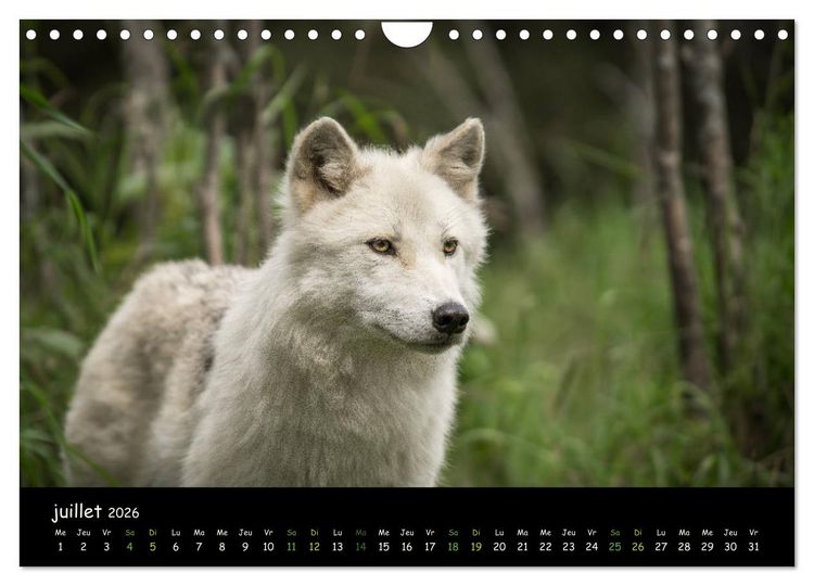 Produktbild: J'ai vu le loup (Calendrier mural 2026 DIN A4 vertical), CALVENDO calendrier mensuel
