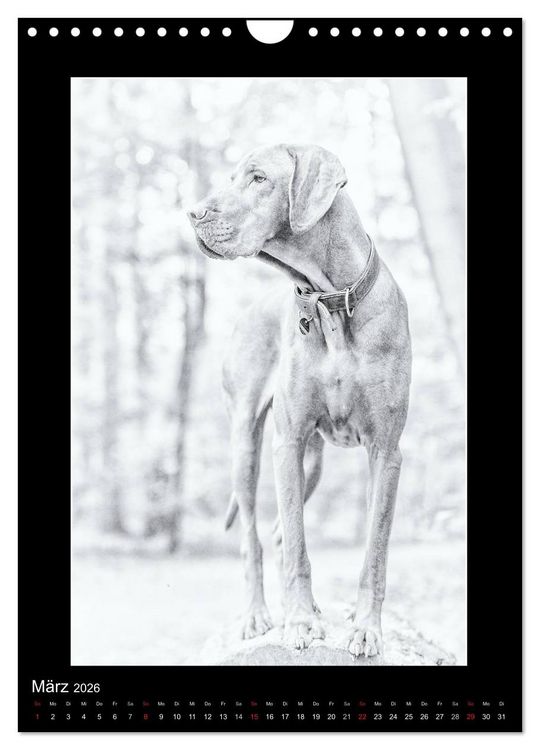 Produktbild: Vizsla-Liebe (Wandkalender 2026 DIN A4 hoch), CALVENDO Monatskalender