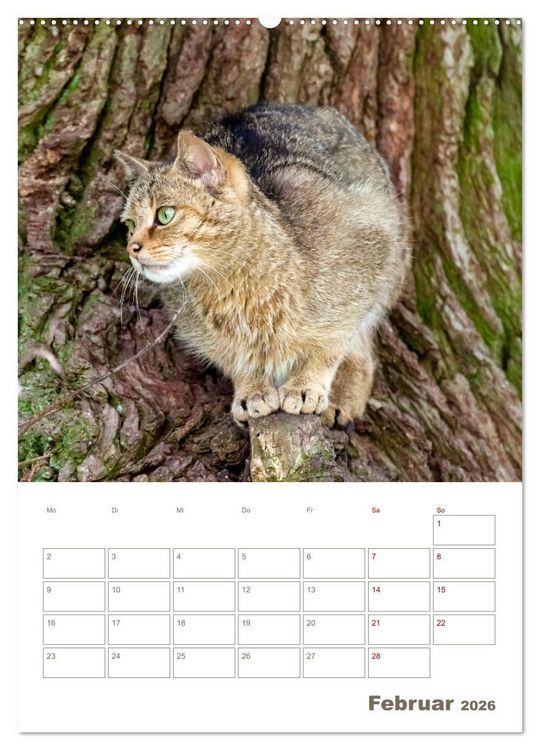 Produktbild: Europ&auml;ische Wildkatzen - Jahresplaner (Wandkalender 2026 DIN A2 hoch), CALVENDO Monatskalender