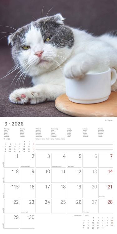 Produktbild: Funny Cats 2026 - Broschürenkalender 30x30 cm (30x60 geöffnet) - Kalender mit Platz für Notizen - Katzen - Bildkalender - Wandplaner - Katzenkalender