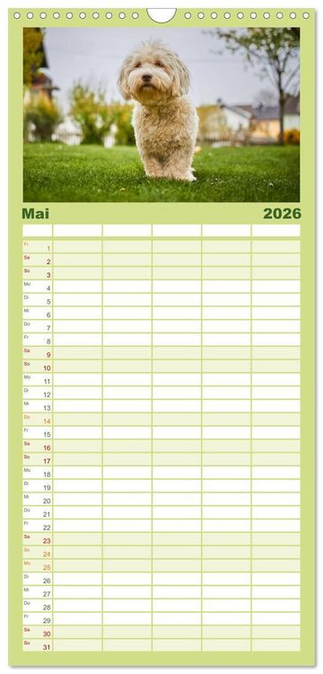 Produktbild: Familienplaner 2026 - Havaneser - Herz aus Gold mit 5 Spalten (Wandkalender, 21 x 45 cm) CALVENDO