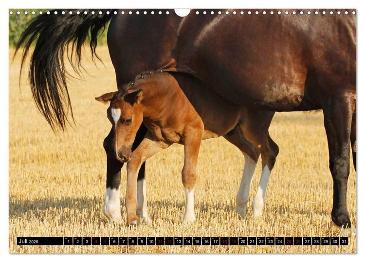 Produktbild: Schwere Warmbl&uuml;ter 2026 (Wandkalender 2026 DIN A3 quer), CALVENDO Monatskalender